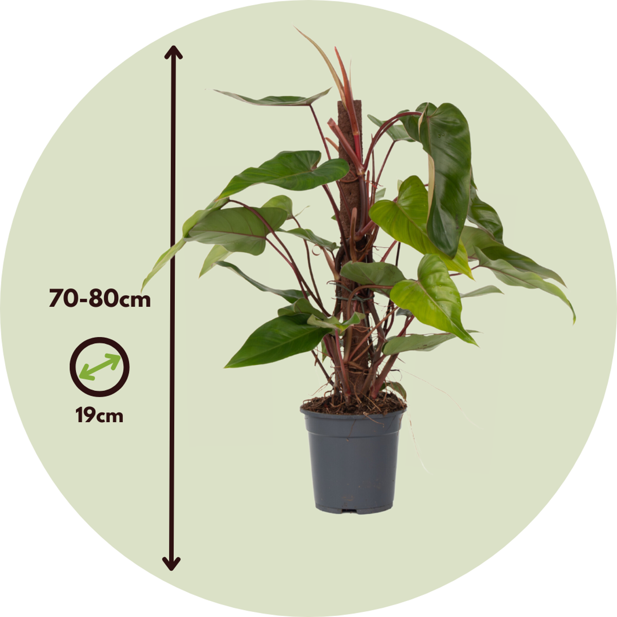 Philodendron Grüne Zimmerpflanze - Philodendron 'Red Emerald' - Höhe 70-80 Cm - Topf 19 Cm 