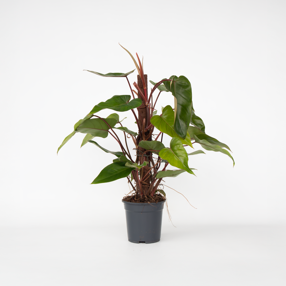 Philodendron Grüne Zimmerpflanze - Philodendron 'Red Emerald' - Höhe 70-80 Cm - Topf 19 Cm 
