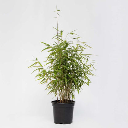 Bamboo Shrubs Bambus - Fargesia Nitida 'Red Dragon' - Höhe 60-80Cm - Topf 17Cm 