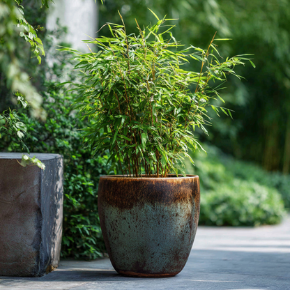 Bamboo Shrubs Bambus - Fargesia Nitida 'Red Dragon' - Höhe 60-80Cm - Topf 17Cm 