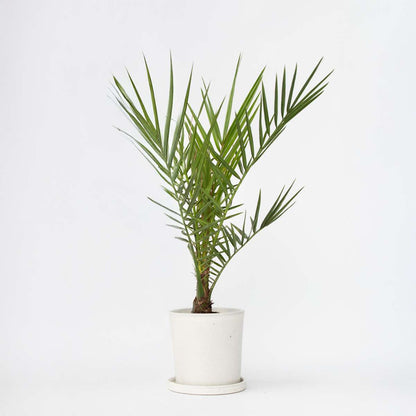 Garden Palms Kanarische Dattelpalme - Phoenix Canariensis - Höhe 50-60Cm - ⌀15Cm 