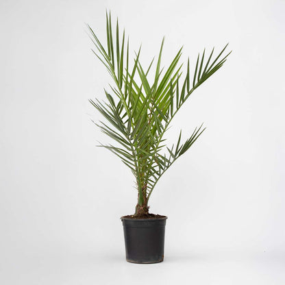Garden Palms Kanarische Dattelpalme - Phoenix Canariensis - Höhe 50-60Cm - ⌀15Cm 
