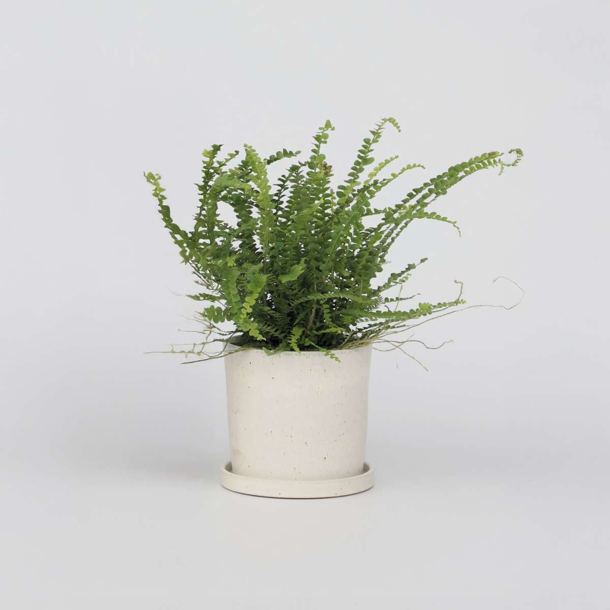 Ferns Knopf-Farn - Nephrolepis Duffii - Höhe 25-40Cm - Pot 12Cm 