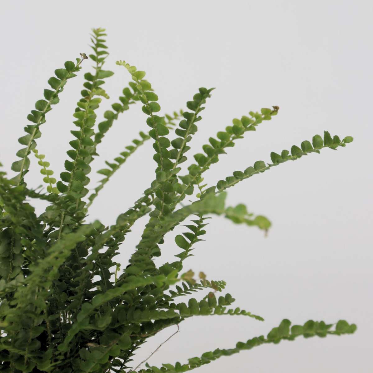 Ferns Knopf-Farn - Nephrolepis Duffii - Höhe 25-40Cm - Pot 12Cm 