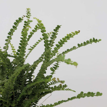 Ferns Knopf-Farn - Nephrolepis Duffii - Höhe 25-40Cm - Pot 12Cm 