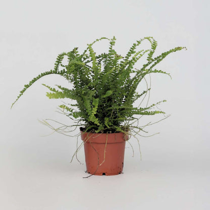Ferns Knopf-Farn - Nephrolepis Duffii - Höhe 25-40Cm - Pot 12Cm 