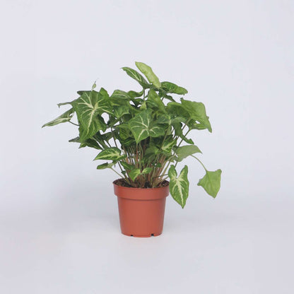 Other Green Houseplants Purpurtute - Syngonium Podophyllum 'Pixie' - Höhe 25-40Cm - Pot 12Cm 