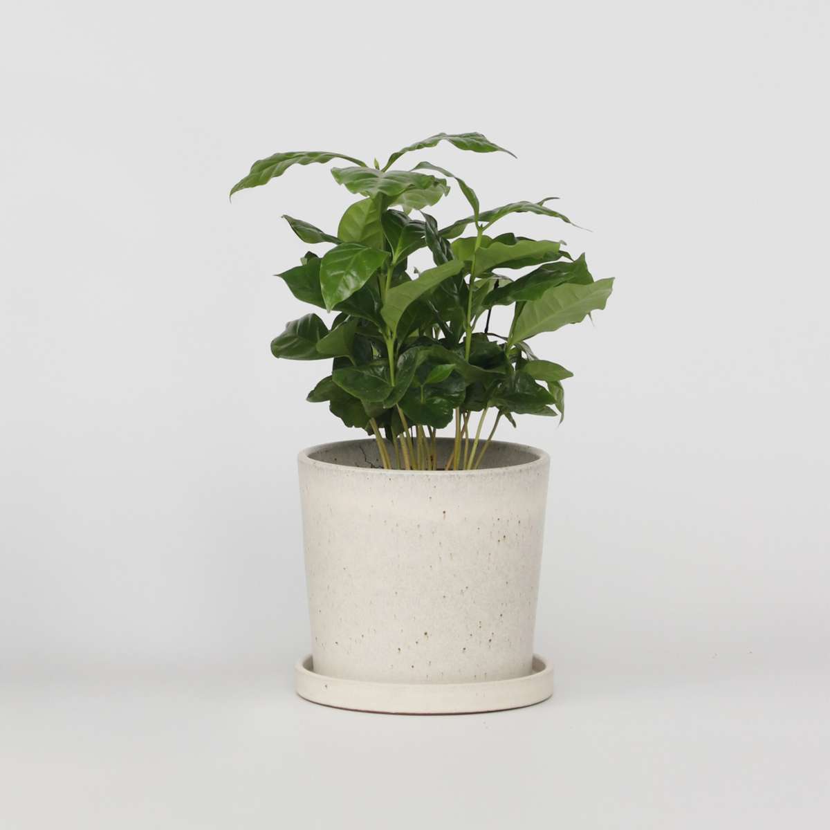 Other Green Houseplants Kaffeepflanze - Coffea Arabica - Höhe 25-40Cm - ⌀12Cm 