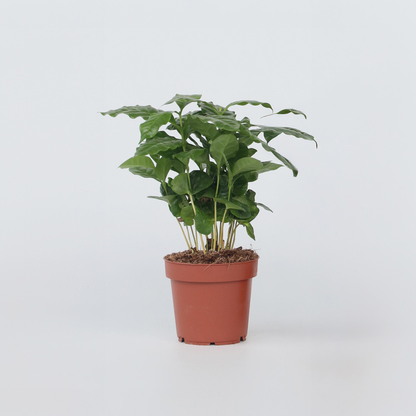 Other Green Houseplants Kaffeepflanze - Coffea Arabica - Höhe 25-40Cm - ⌀12Cm 