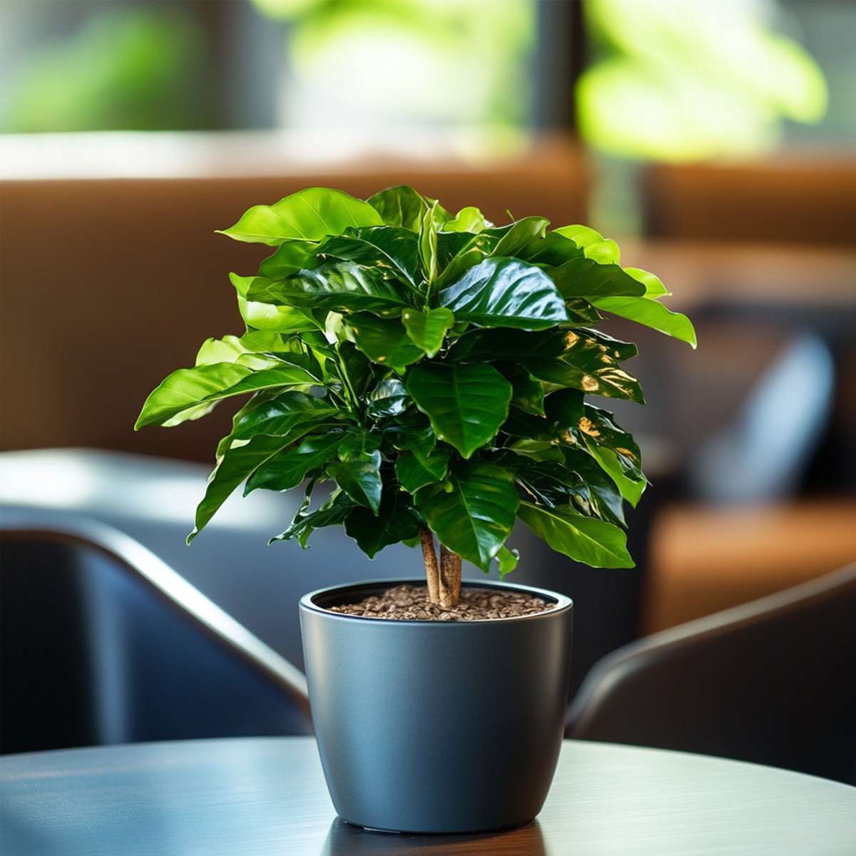 Other Green Houseplants Kaffeepflanze - Coffea Arabica - Höhe 25-40Cm - ⌀12Cm 