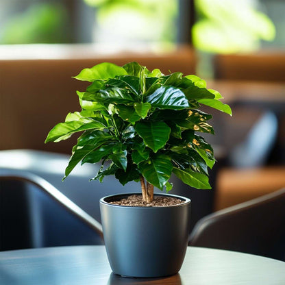 Other Green Houseplants Kaffeepflanze - Coffea Arabica - Höhe 25-40Cm - ⌀12Cm 