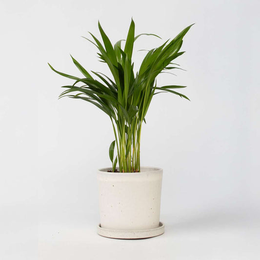 Indoor Palms Goldfruchtpalme - Dypsis Lutescens - Höhe 30-45Cm - Pot 12Cm 