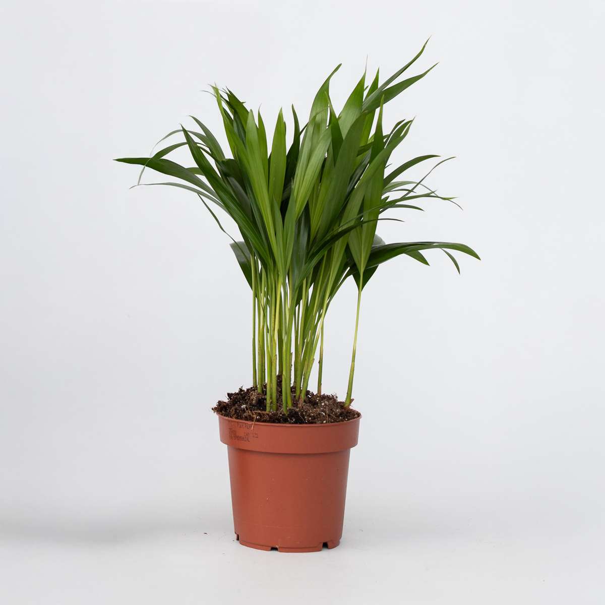 Indoor Palms Goldfruchtpalme - Dypsis Lutescens - Höhe 30-45Cm - Pot 12Cm 