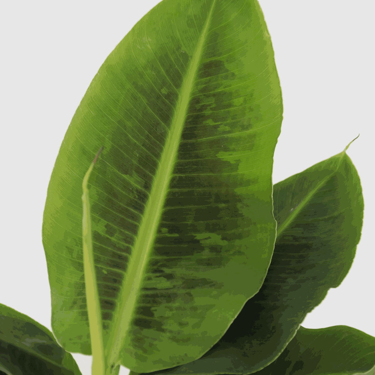 Other Green Houseplants Bananenpflanze - Musa 'Oriental Dwarf' - Höhe 25-40Cm - Pot 12Cm 