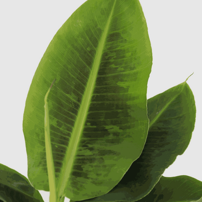 Other Green Houseplants Bananenpflanze - Musa 'Oriental Dwarf' - Höhe 25-40Cm - Pot 12Cm 