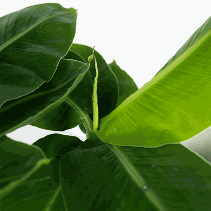 Other Green Houseplants Bananenpflanze - Musa 'Oriental Dwarf' - Höhe 25-40Cm - Pot 12Cm 