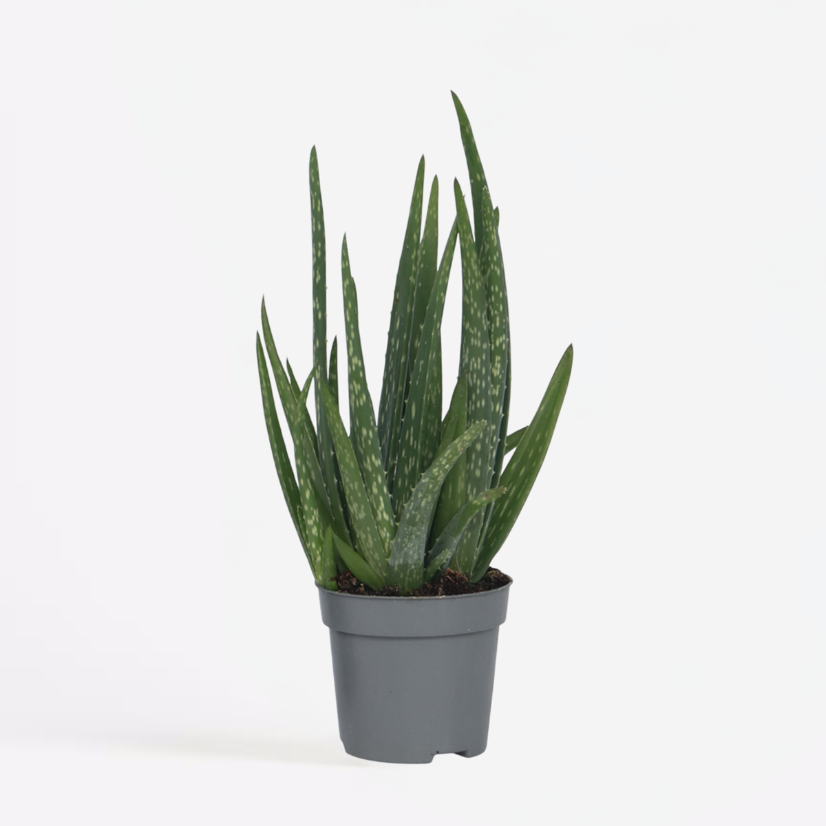 Succulents Aloe Barbadensis - Aloe Vera - Höhe 25-40Cm - Pot 10,5Cm 