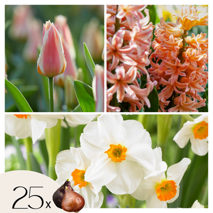 Bulb Mix Blumenzwiebeln 'Peach Blush' - 25 Stk - Narcissus, Tulipa, Hyacinthus 