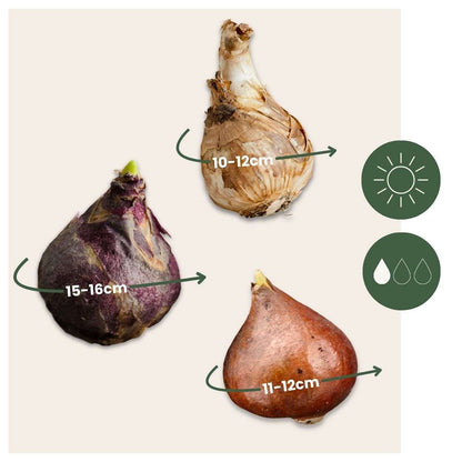 Bulb Mix Blumenzwiebeln 'Peach Blush' - 25 Stk - Narcissus, Tulipa, Hyacinthus 