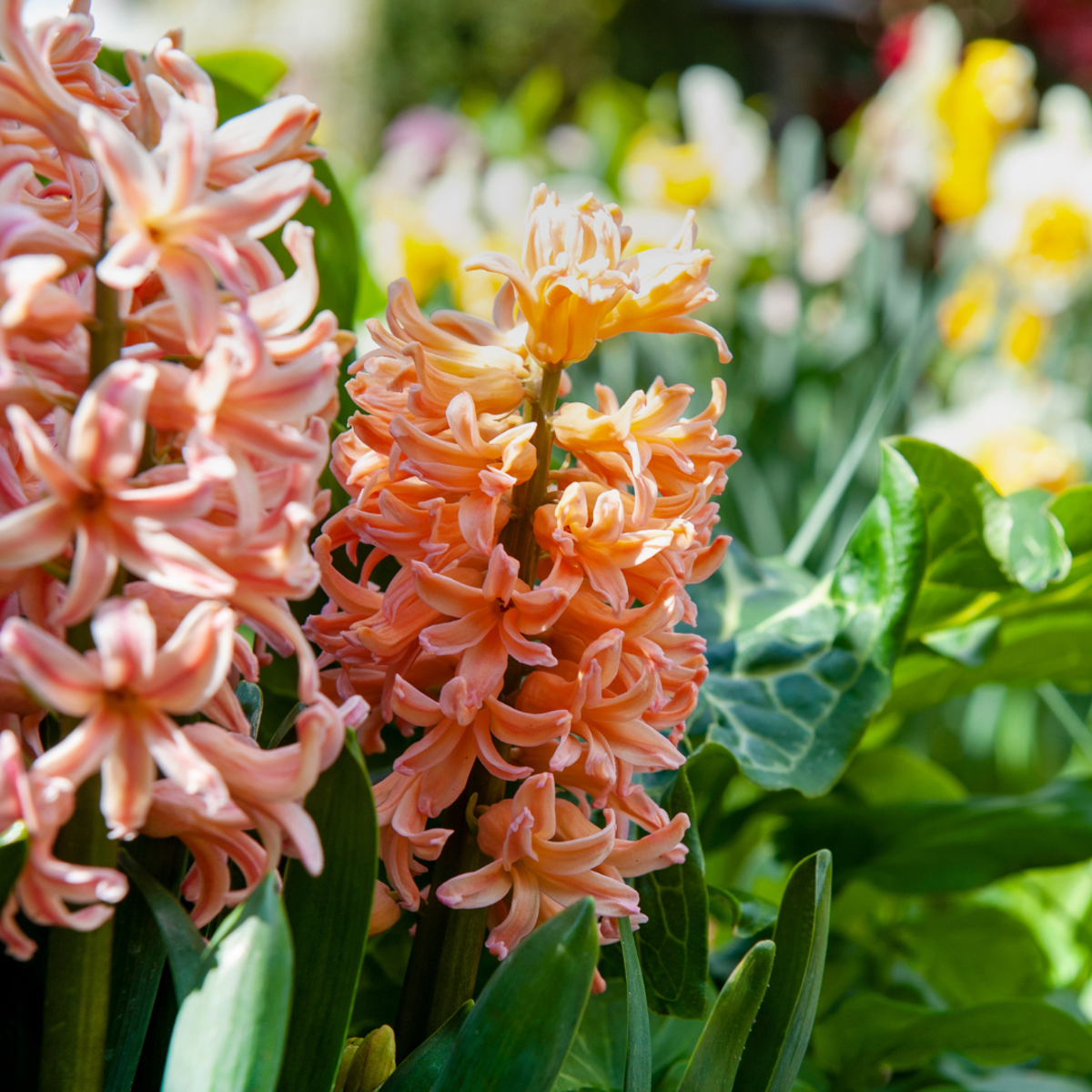 Bulb Mix Blumenzwiebeln 'Peach Blush' - 25 Stk - Narcissus, Tulipa, Hyacinthus 