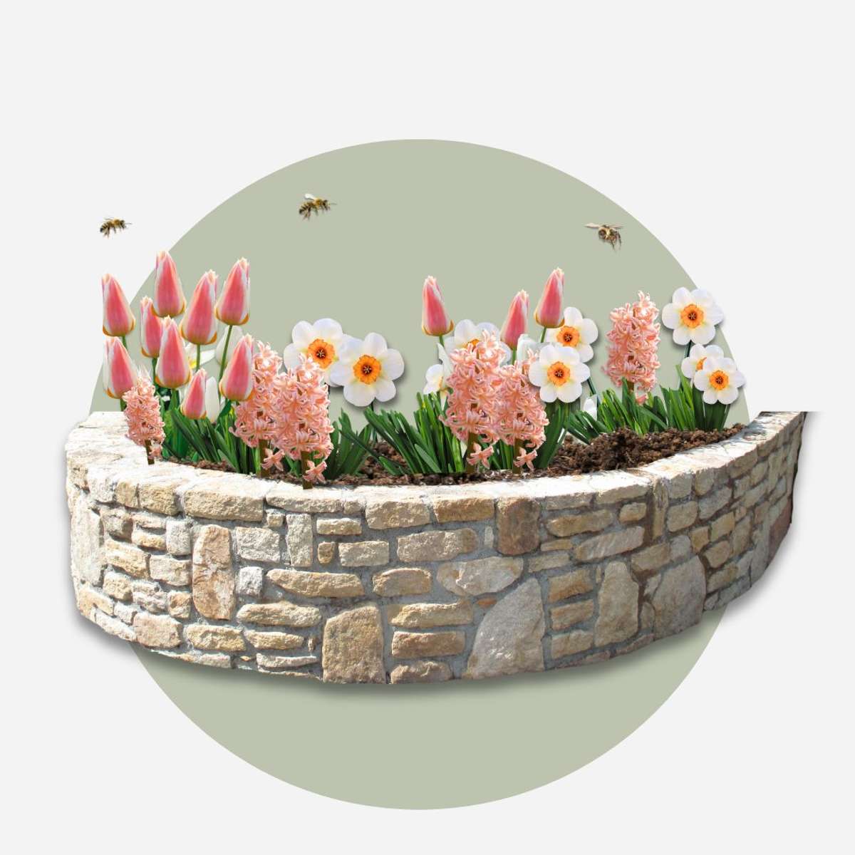 Bulb Mix Blumenzwiebeln 'Peach Blush' - 25 Stk - Narcissus, Tulipa, Hyacinthus 