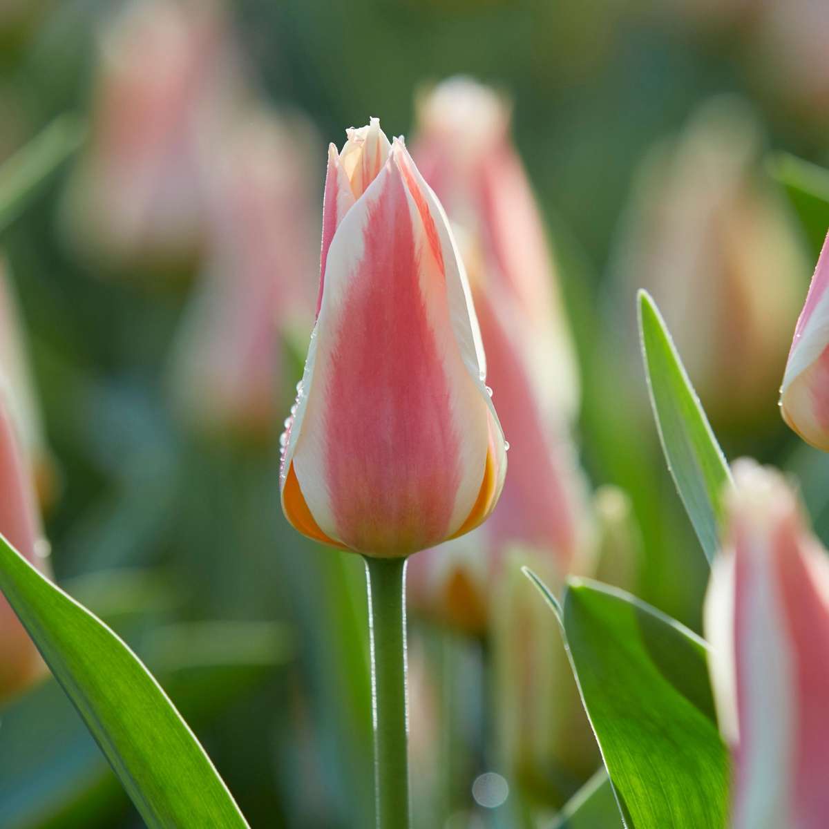 Bulb Mix Blumenzwiebeln 'Peach Blush' - 25 Stk - Narcissus, Tulipa, Hyacinthus 