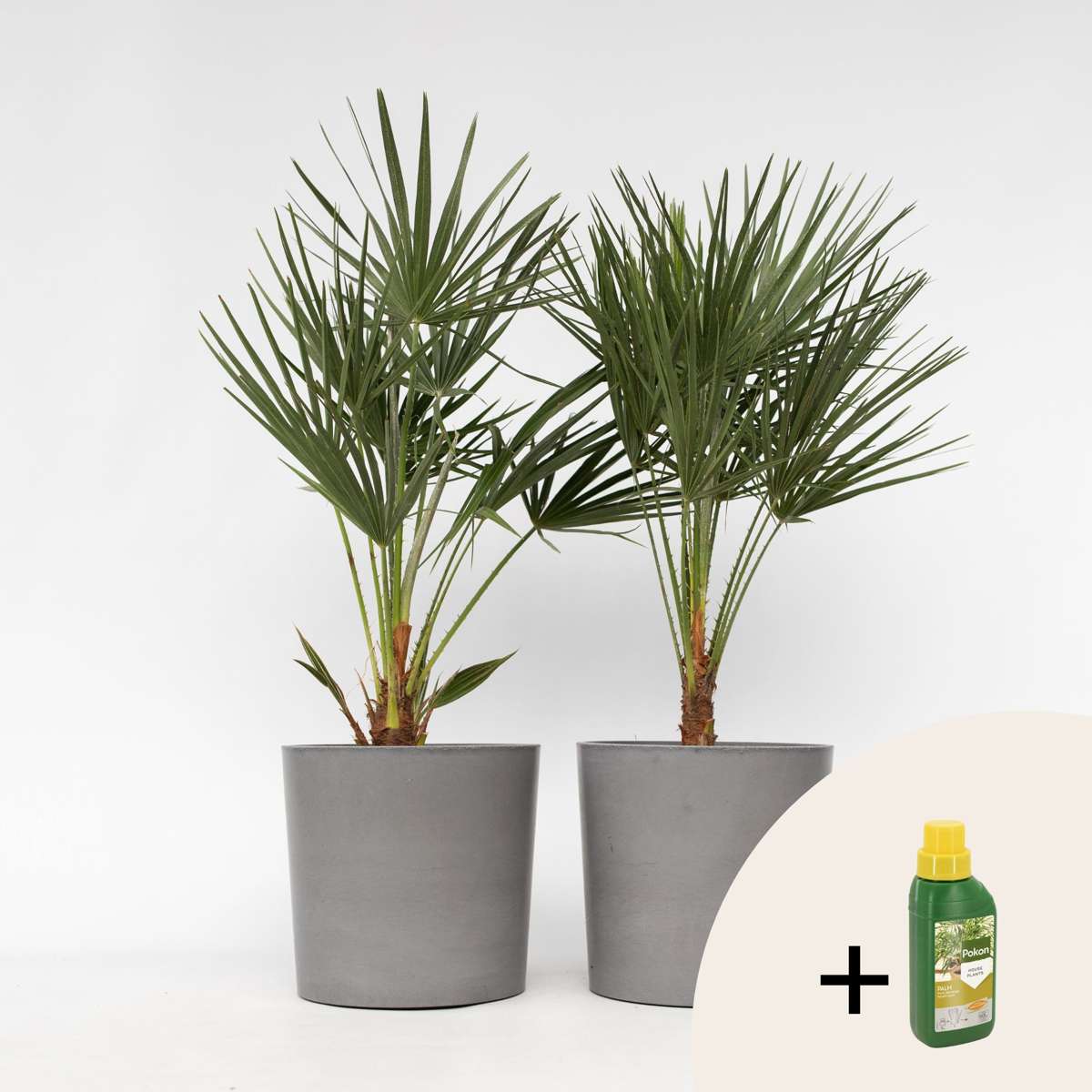 Other Garden Plants Bergpalme - 2 Stk - Chamaerops Humilis - Höhe 70-80Cm - ⌀21Cm 