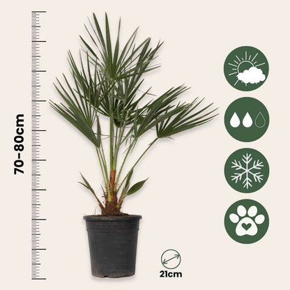 Other Garden Plants Bergpalme - 2 Stk - Chamaerops Humilis - Höhe 70-80Cm - ⌀21Cm 
