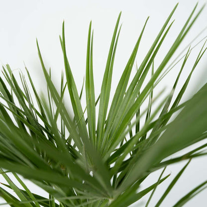 Other Garden Plants Bergpalme - 2 Stk - Chamaerops Humilis - Höhe 70-80Cm - ⌀21Cm 