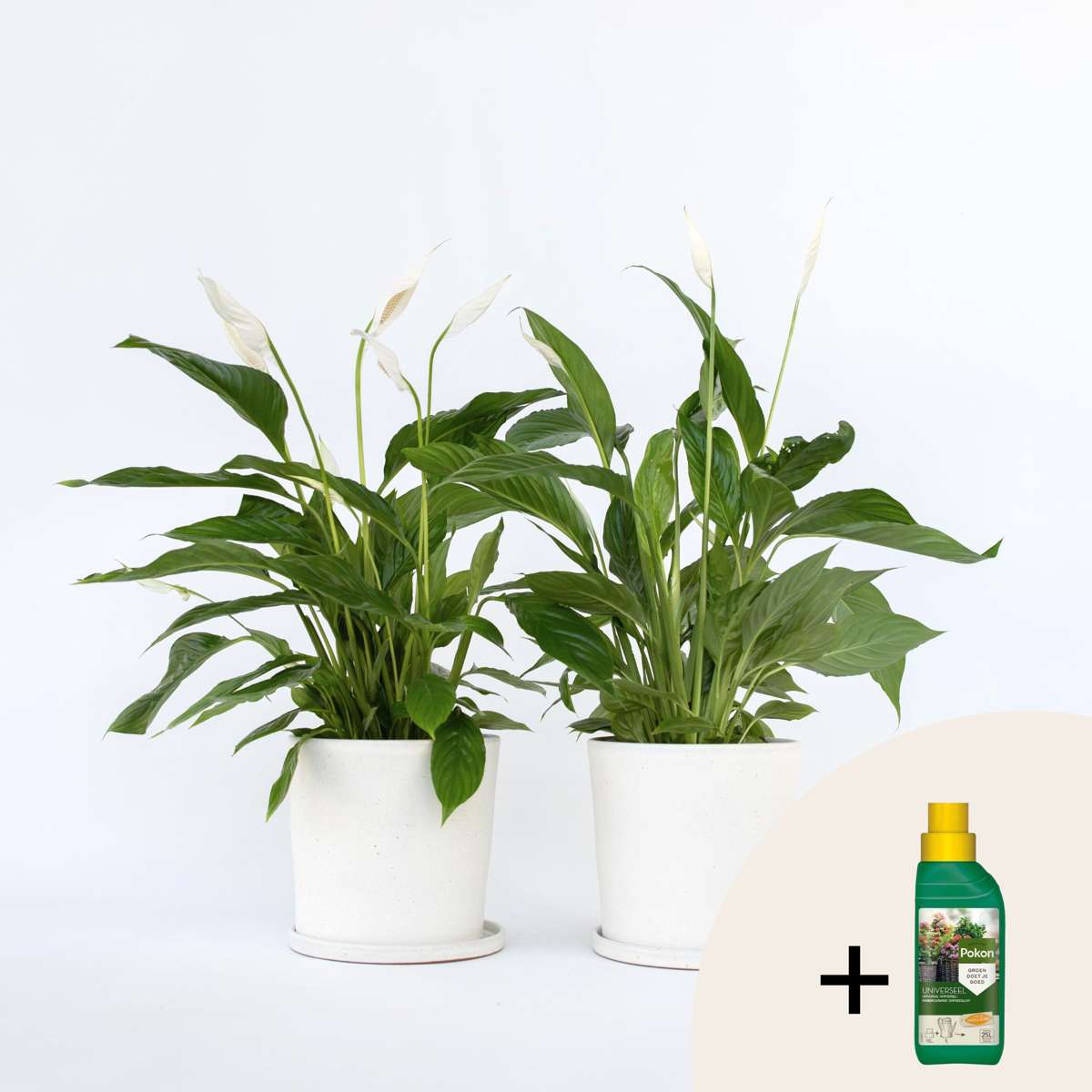 Other Green Houseplants Friedenslilie - Einblatt - 2 Stk - Spathiphyllum 'Lima' - Höhe 60-75Cm - ⌀17Cm 