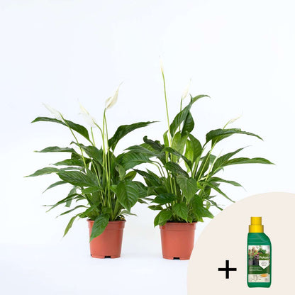 Other Green Houseplants Friedenslilie - Einblatt - 2 Stk - Spathiphyllum 'Lima' - Höhe 60-75Cm - ⌀17Cm 
