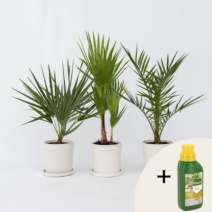 Other Garden Plants Gartenpalmen - 3 Stk - Phoenix,Chamaerops,Washingtonia - Höhe 50-70Cm - ⌀15Cm 