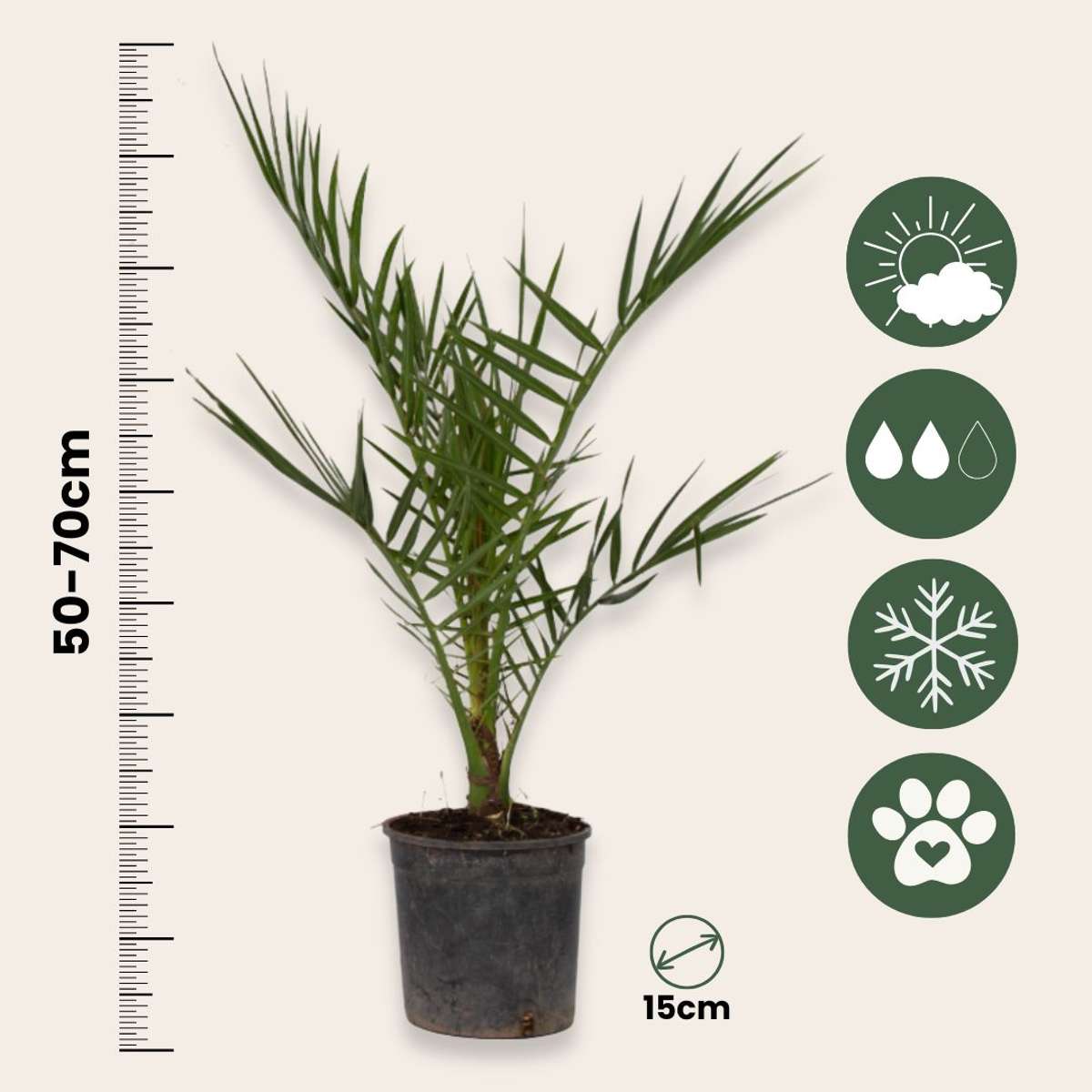 Other Garden Plants Gartenpalmen - 3 Stk - Phoenix,Chamaerops,Washingtonia - Höhe 50-70Cm - ⌀15Cm 