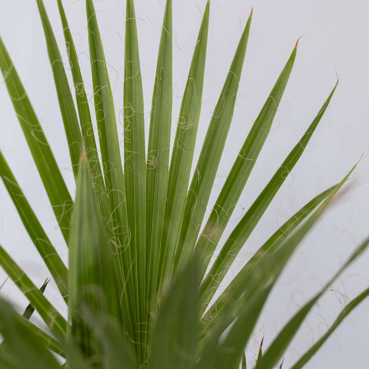 Other Garden Plants Gartenpalmen - 3 Stk - Phoenix,Chamaerops,Washingtonia - Höhe 50-70Cm - ⌀15Cm 