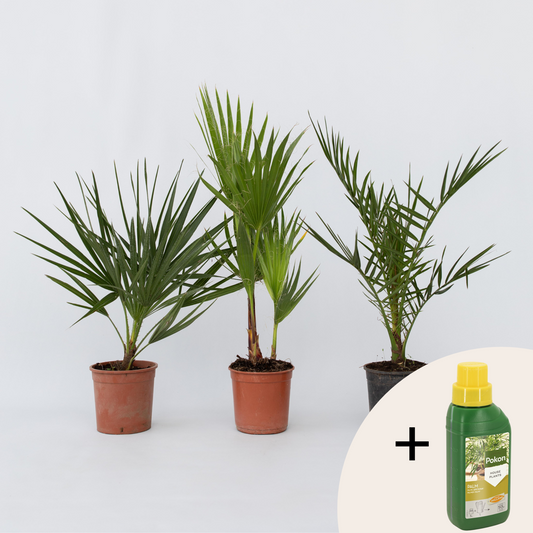 Other Garden Plants Gartenpalmen - 3 Stk - Phoenix,Chamaerops,Washingtonia - Höhe 50-70Cm - ⌀15Cm 