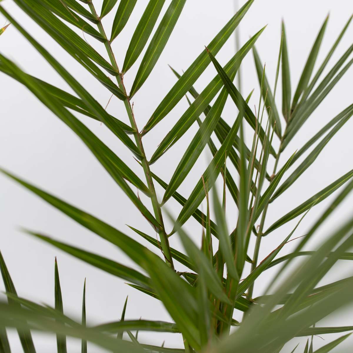 Other Garden Plants Gartenpalmen - 3 Stk - Phoenix,Chamaerops,Washingtonia - Höhe 50-70Cm - ⌀15Cm 