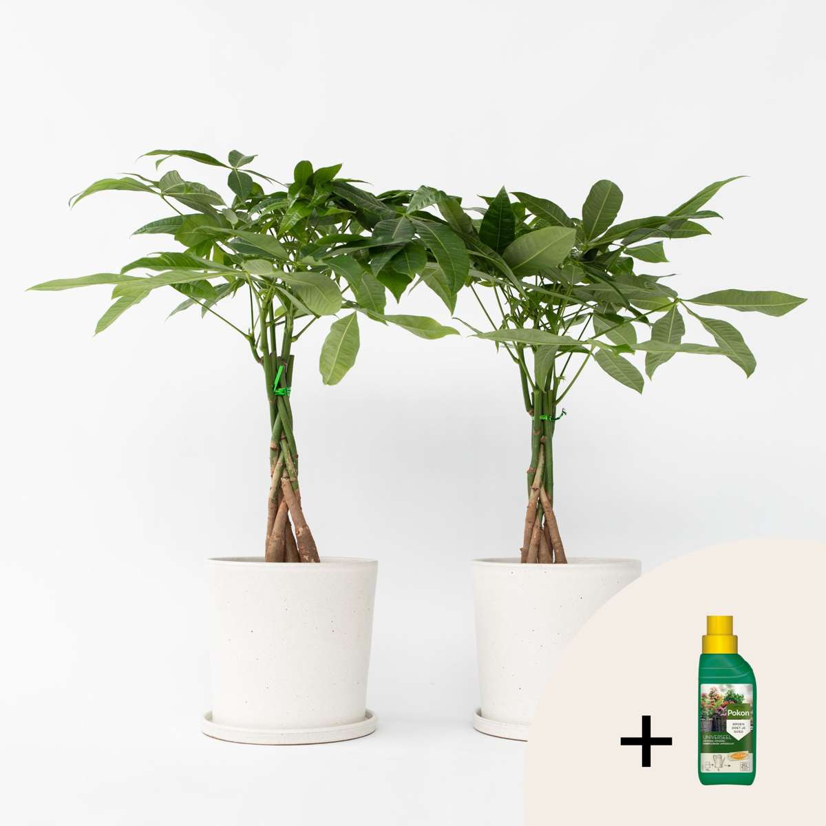 Other Green Houseplants Glückskastanie - 2 Stk - Pachira Aquatica - Höhe 60-70Cm - ⌀17Cm 