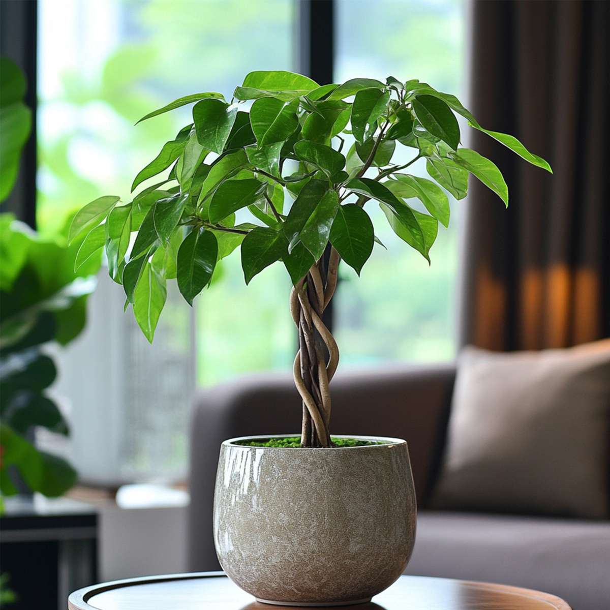 Other Green Houseplants Glückskastanie - 2 Stk - Pachira Aquatica - Höhe 60-70Cm - ⌀17Cm 