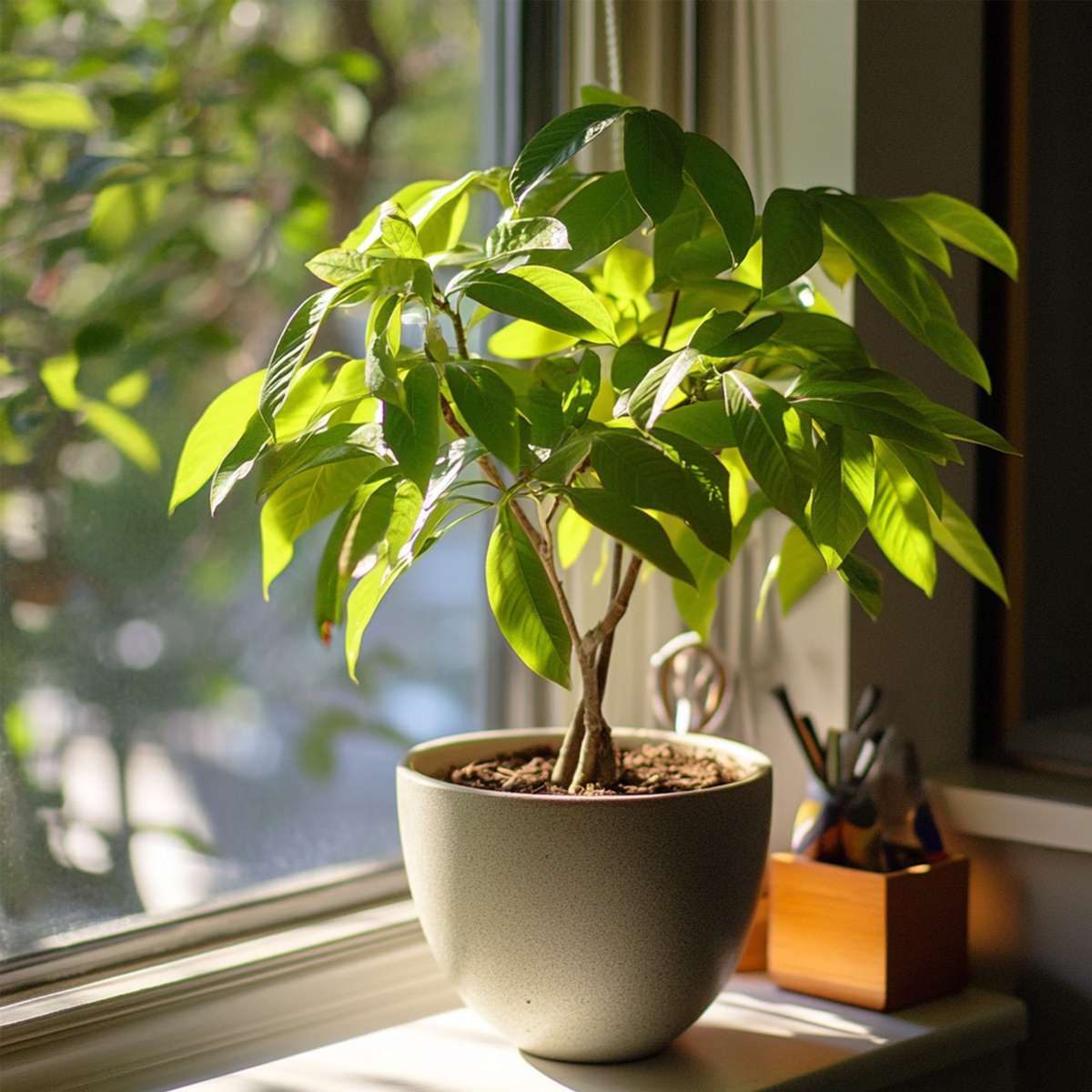 Other Green Houseplants Glückskastanie - 2 Stk - Pachira Aquatica - Höhe 60-70Cm - ⌀17Cm 