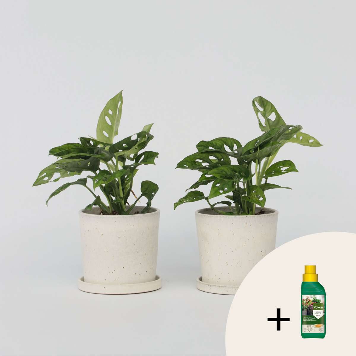 Other Green Houseplants Fensterblatt - 2 Stk - Monstera 'Monkey Mask' - Höhe 25-30Cm - ⌀12Cm 