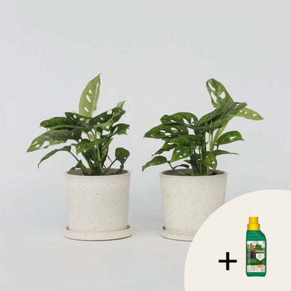 Other Green Houseplants Fensterblatt - 2 Stk - Monstera 'Monkey Mask' - Höhe 25-30Cm - ⌀12Cm 