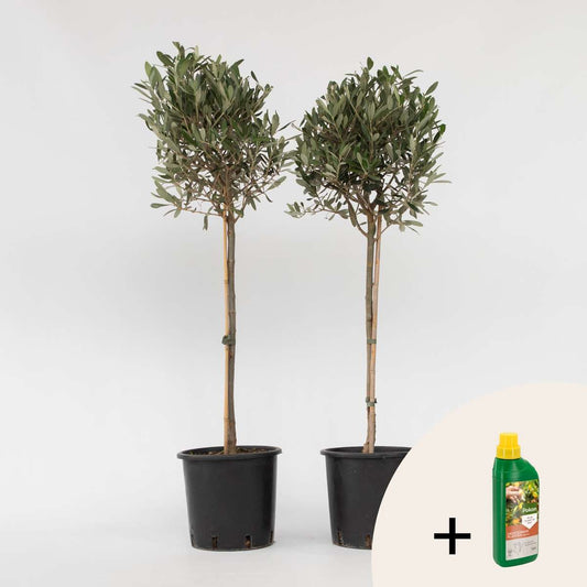 Other Garden Plants Olivenbaum - 2 Stk - Olea Europaea - Höhe 90-100Cm - ⌀21Cm 