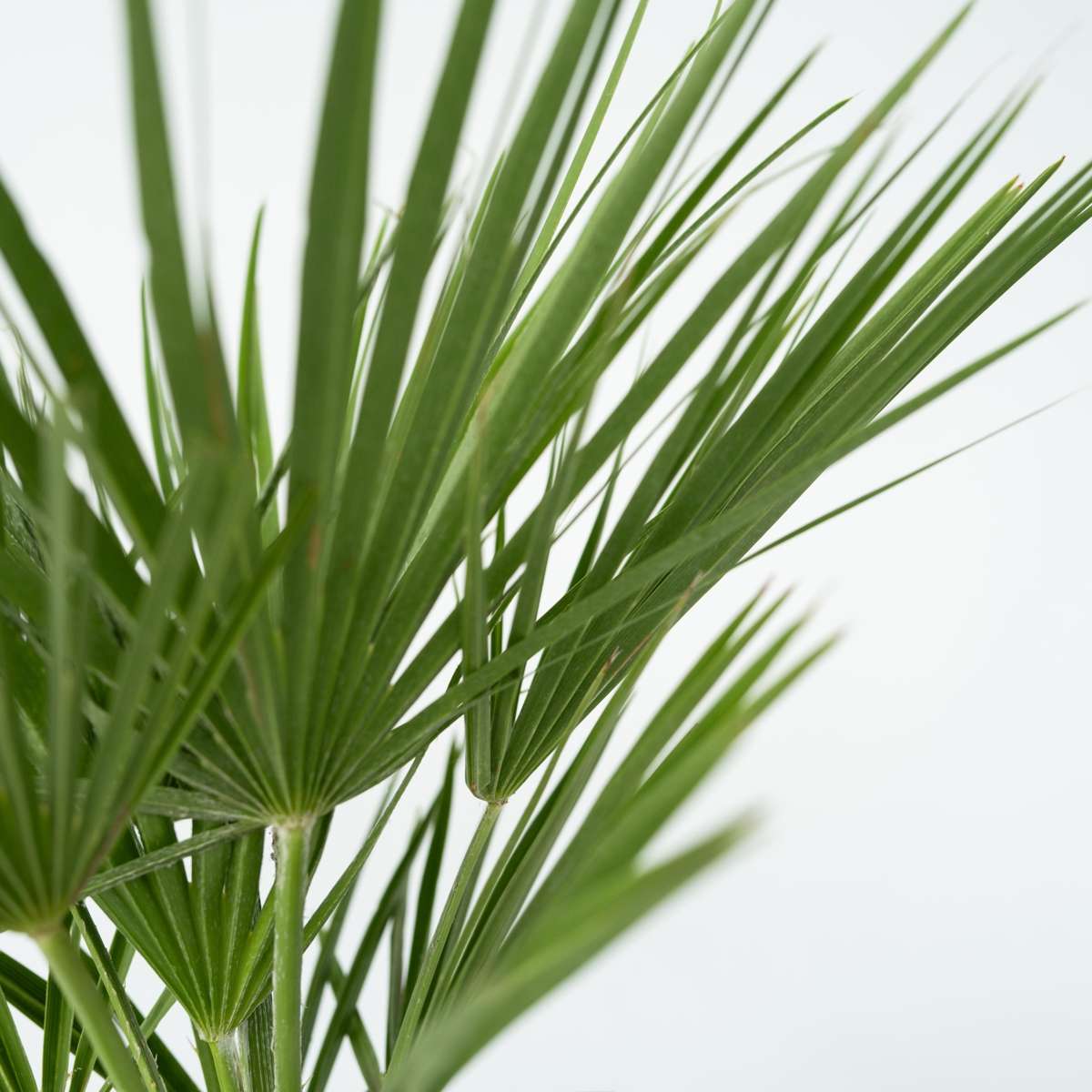 Other Garden Plants Bergpalme - Chamaerops Humilis - Höhe 70-80Cm - ⌀21Cm 