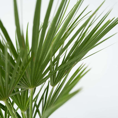 Other Garden Plants Bergpalme - Chamaerops Humilis - Höhe 70-80Cm - ⌀21Cm 
