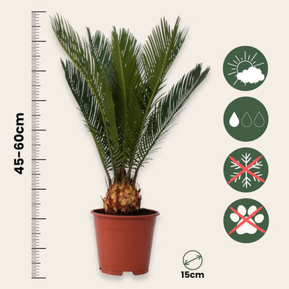 Other Garden Plants Sagopalmfarn - 2 Stk - Cycas Revoluta - Höhe 45-60Cm - ⌀15Cm 