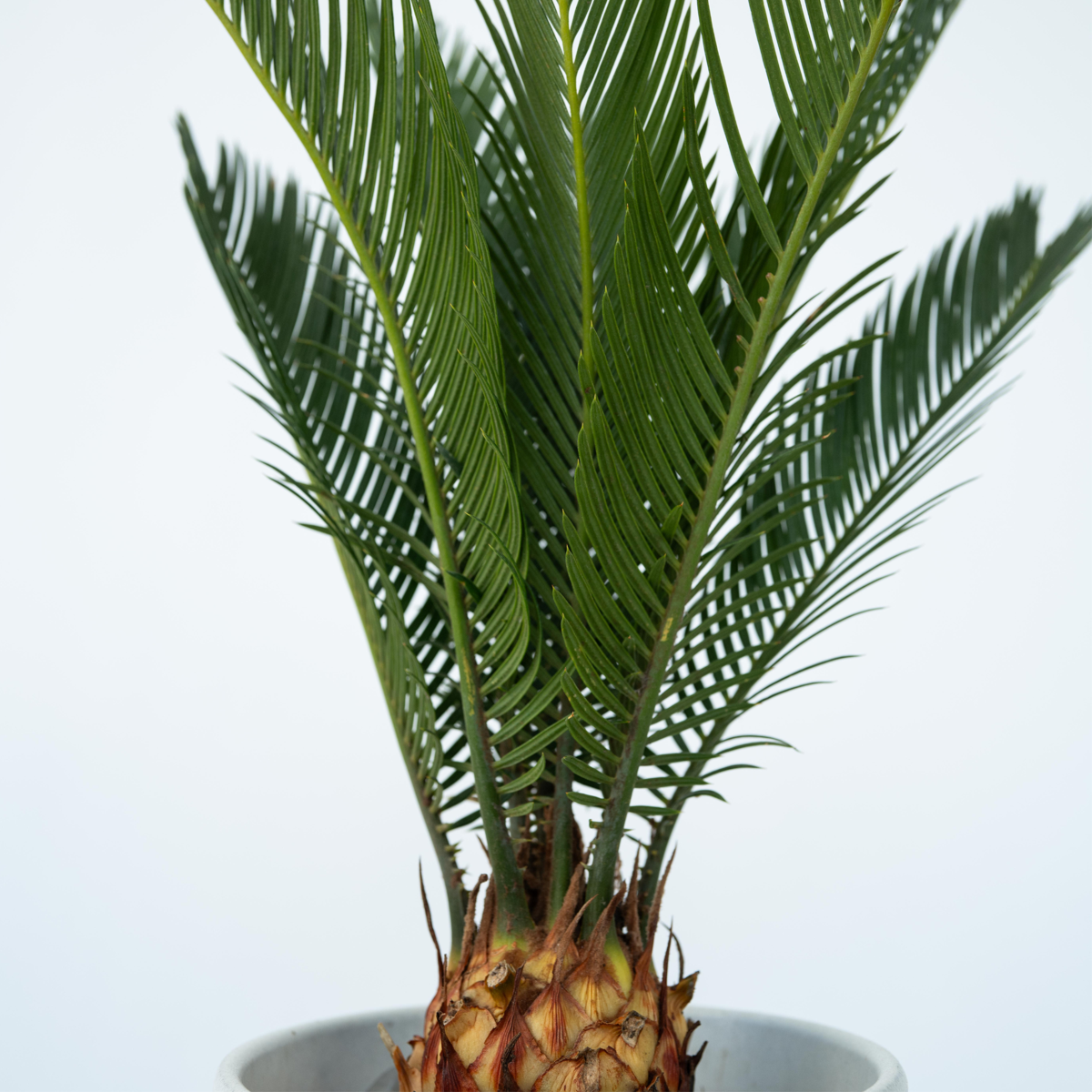 Other Garden Plants Sagopalmfarn - 2 Stk - Cycas Revoluta - Höhe 45-60Cm - ⌀15Cm 