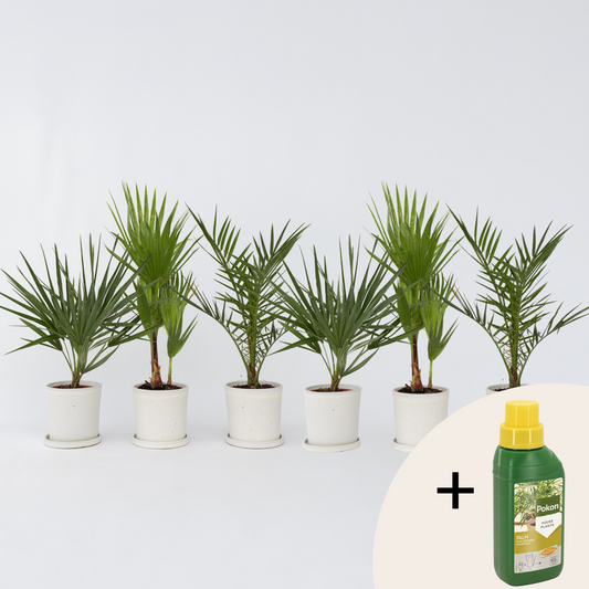 Other Garden Plants Gartenpalmen - 6 Stk - Phoenix,Chamaerops,Washingtonia - Höhe 50-70Cm - ⌀15Cm 