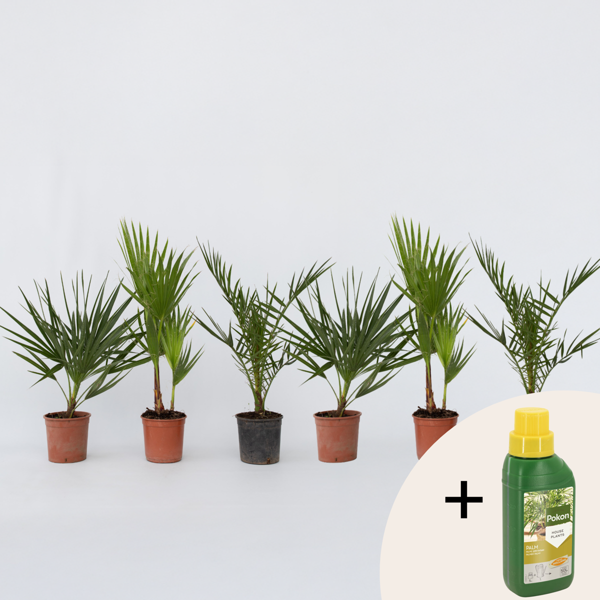 Other Garden Plants Gartenpalmen - 6 Stk - Phoenix,Chamaerops,Washingtonia - Höhe 50-70Cm - ⌀15Cm 