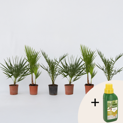 Other Garden Plants Gartenpalmen - 6 Stk - Phoenix,Chamaerops,Washingtonia - Höhe 50-70Cm - ⌀15Cm 