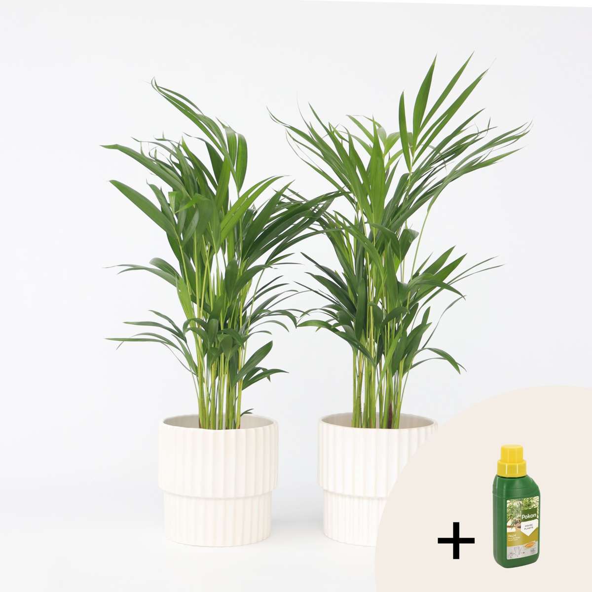 Other Green Houseplants Goldfruchtpalme - 2 Stk - Dypsis Lutescens - Höhe 60-70Cm - ⌀17Cm 